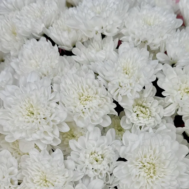 Букет Нежные объятия Букет Нежные объятия