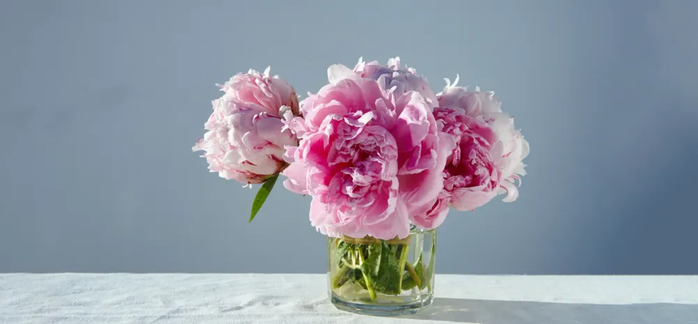 Как правильно ухаживать за пионами весной