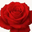 Красные розы