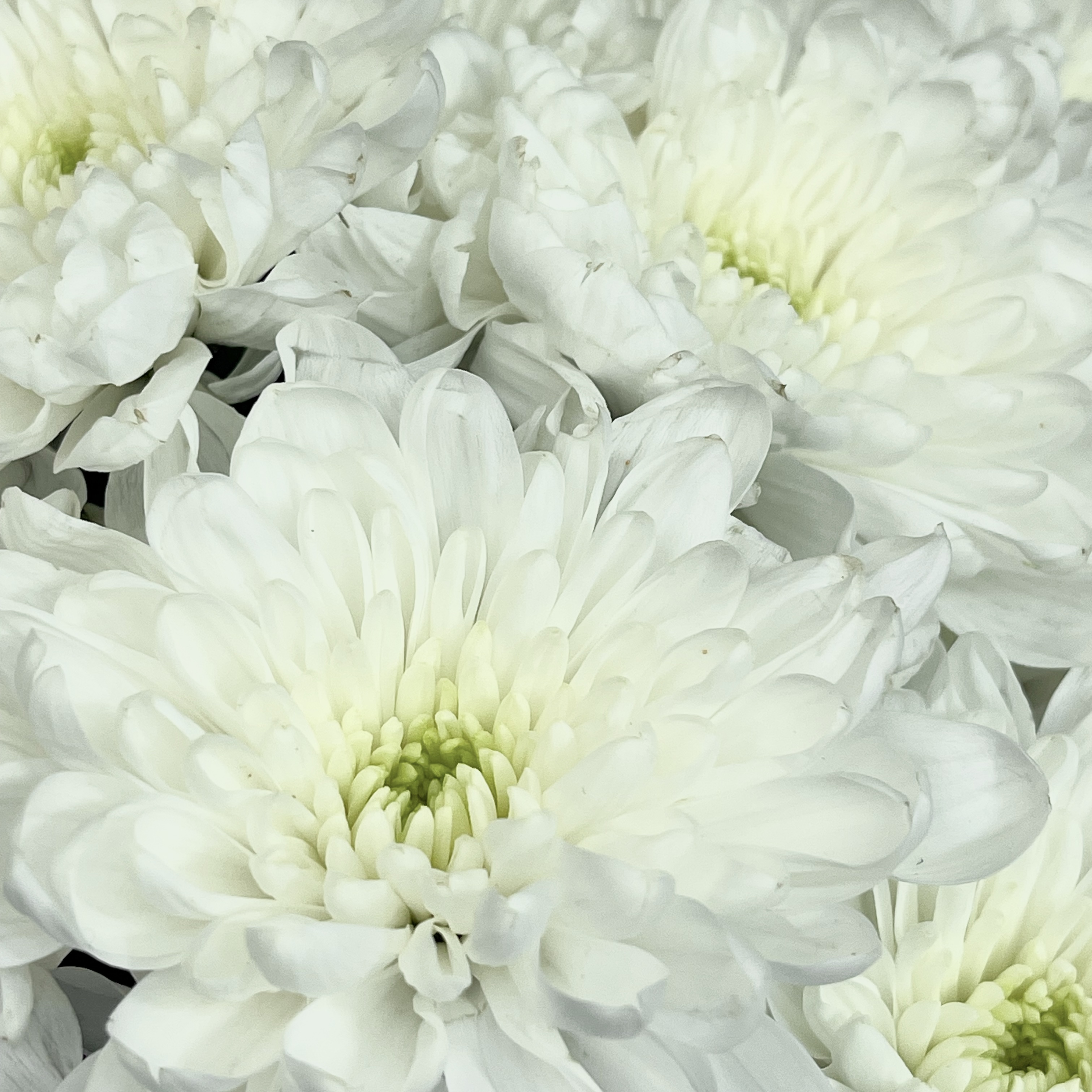 Букет Ароматная симфония