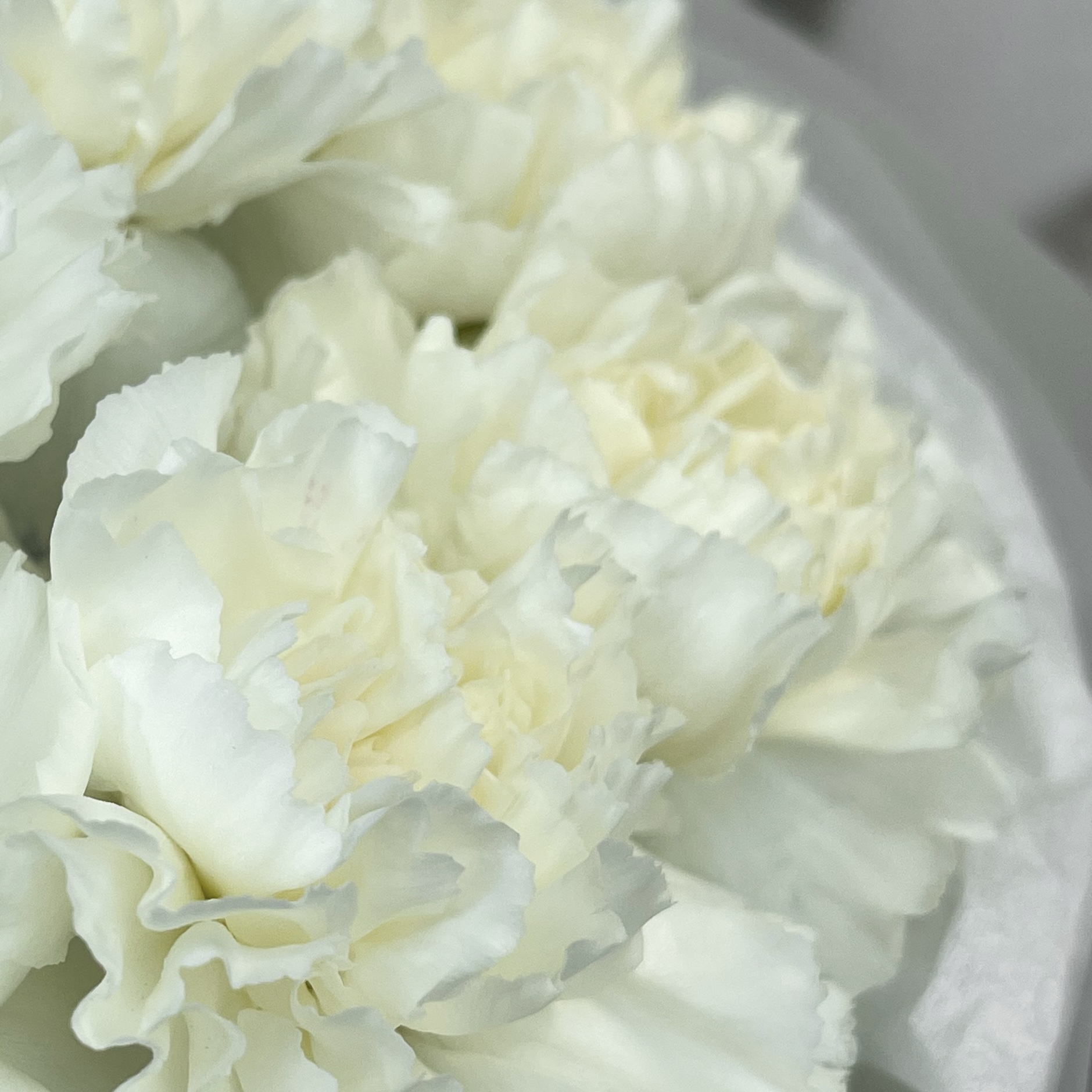 Букет Нежные диантусы