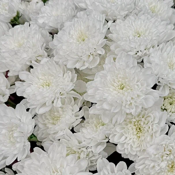 Букет Пудровый штиль