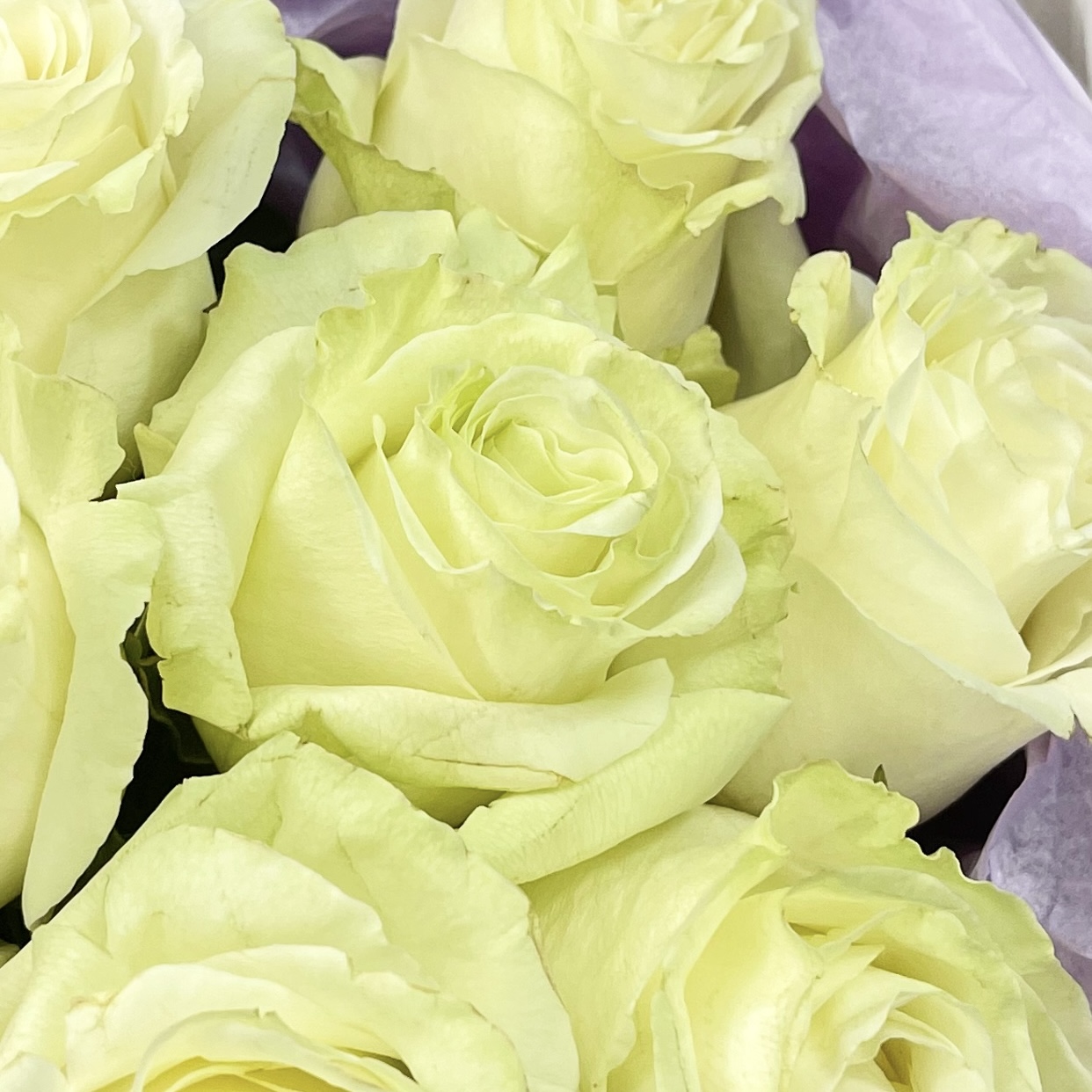 Букет Монобукет из 7 белых роз №2