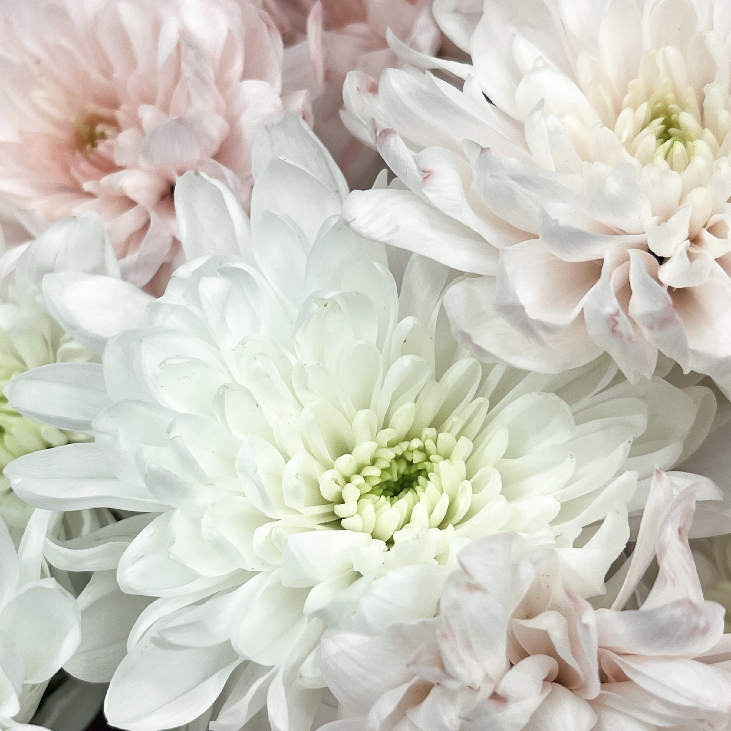 Букет Пудровый сад