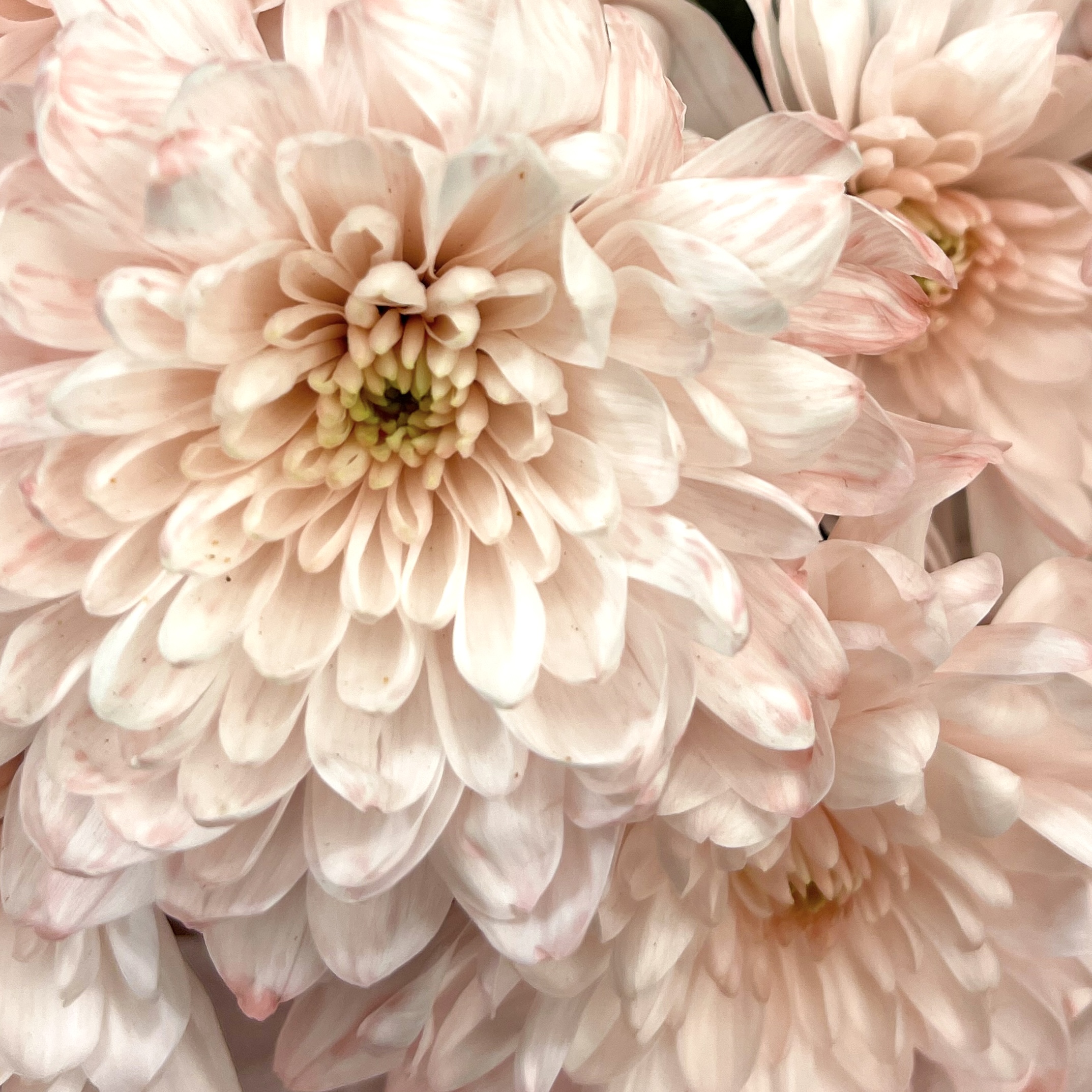 Букет Джульетта S